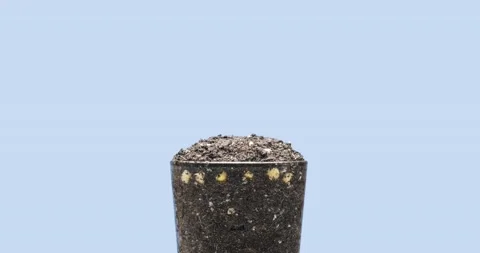 Fresh bean growing macro time lapse. Closeup of germination and growth of tiny Stock Footage 234160449