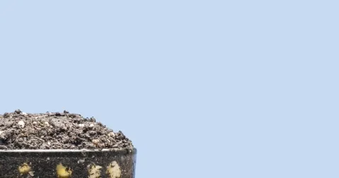 Fresh bean growing macro time lapse. Closeup of germination and growth of tiny Stock Footage 290445664