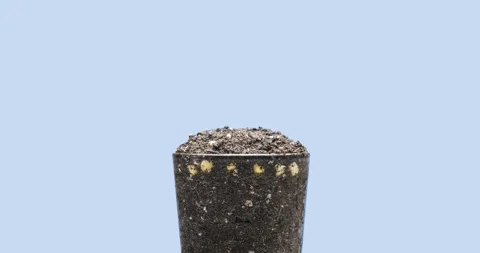 Fresh bean growing macro time lapse. Closeup of germination and growth of tiny Stock Footage 310720081