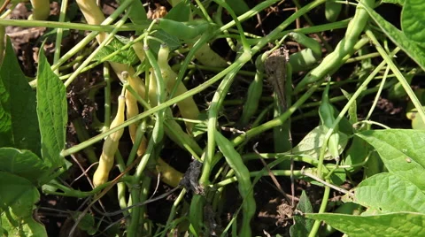 Fresh bean pods in vegetable garden, cultivation, farming, farm land, tilt up Stock Footage 40633390