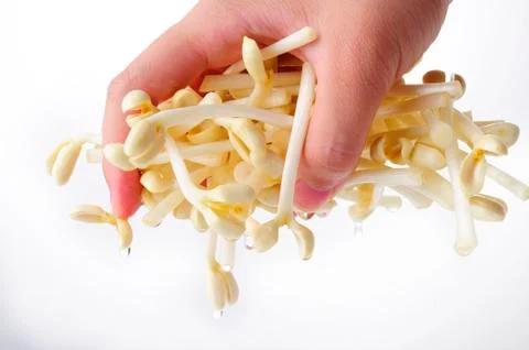 Fresh bean sprout Stock-Fotos