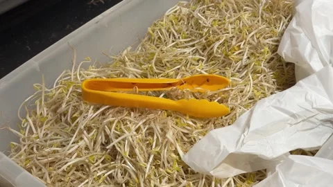 Fresh bean sprouts in container with plastic tongs 스톡 동영상 331129281