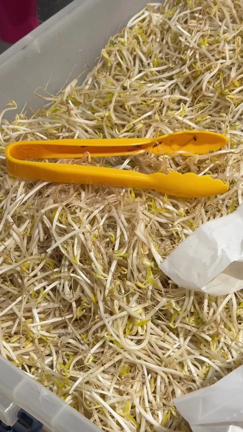 Fresh bean sprouts in market container with serving tongs Stock Footage 331179239