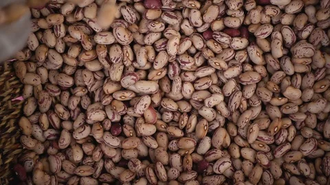Fresh beans fall into the  basket- slow motion Stock-Footage 77373238