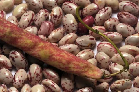 Fresh beans with pod Stock Photos