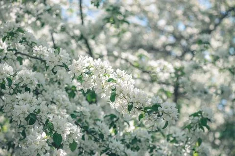 Fresh beautiful flowers of the apple tree blooming in the spring Stock Photos