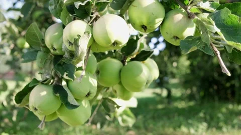 Fresh beautiful green apples ripened on the branch of an apple tree Video stock 219948401