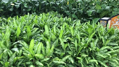 Fresh beautiful large plants in spring garden with mosaic bench Stock Footage 165774738