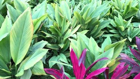 Fresh beautiful large plants in spring garden foliage 스톡 동영상 165774809