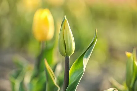 Fresh beautiful tulip bud in field. Spring flower Stock Photos
