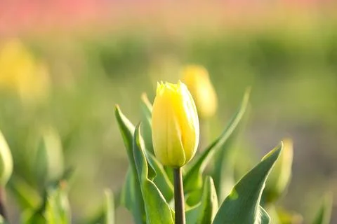 Fresh beautiful tulip in field. Blooming spring flower Stock Photos