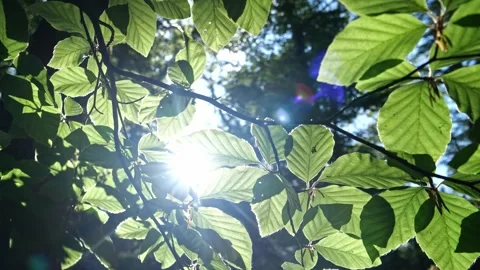 Fresh Beech Leaves in Backlight – Cinematic Camera Movement 4K Nature Stock-Footage 320189469