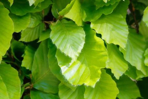 Fresh beech leaves Stock Photos