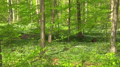 Fresh beech leaves in spring beech forest with a blooming forest floor Stock-Footage 89134188