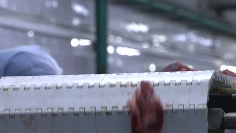 Fresh beef, lots of large pieces are on the conveyor belt. Stock Footage 189172754
