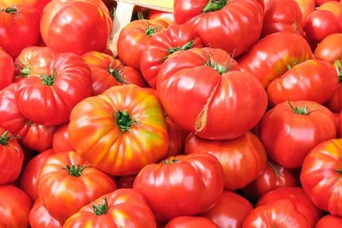 Fresh beef tomatoes Stock Photos