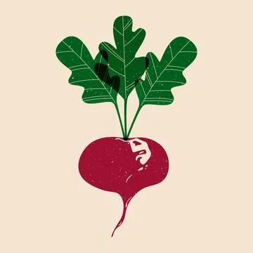 Fresh beet. Cartoon ripe beetroot with green leaves risograph style Stock Illustration