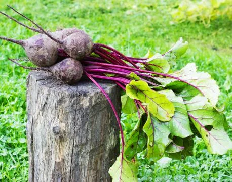 Fresh beet on a the grass in the garden Stock Photos