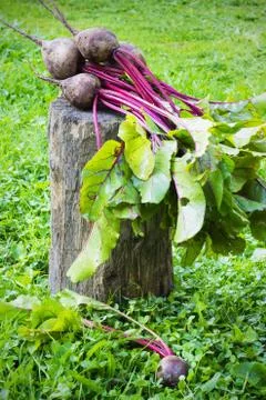 Fresh beet on a the grass in the garden Stock Photos
