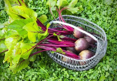 Fresh beet on a the grass in  wicker basket Stock Photos