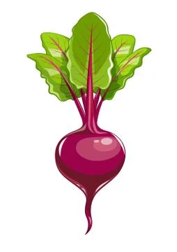 Fresh beet with leaf Illustrazione stock
