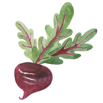 Fresh beet with leaf. illustration. Isolated white background. Juicy beetroot Stock Illustration