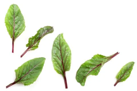Fresh beet leaf isolated on white background. Top view. Flat lay pattern Stock Photos