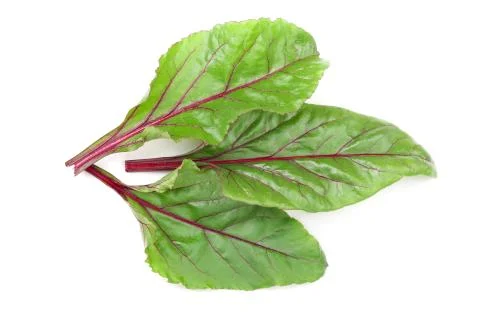 Fresh beet leaf isolated on white background. Top view. Flat lay pattern Stock Photos