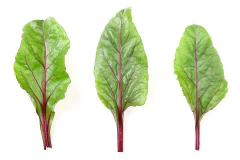 Fresh beet leaf isolated on white background. Top view. Flat lay pattern Stock Photos