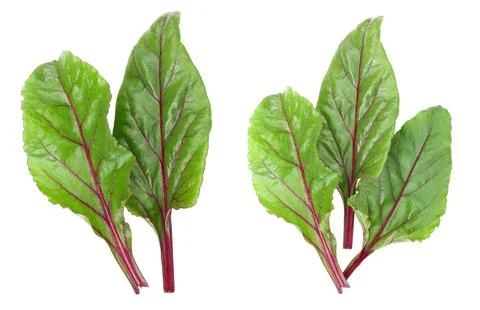 Fresh beet leaf isolated on white background. Top view. Flat lay pattern Stock Photos