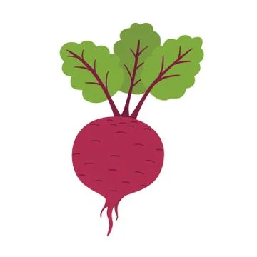 Fresh beet with leaf. Natural Root. Vegetable Ingredient for food Stock Illustration