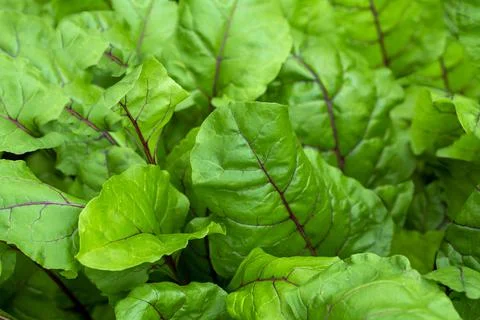 Fresh beet leaves close-up Stock Photos