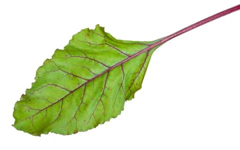 Fresh beet root leaf on white background Stock Photos