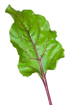 Fresh beet root leaf on white background Stock Photos