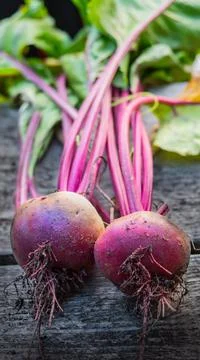 Fresh beet roots in the vegetable patch Stock Photos