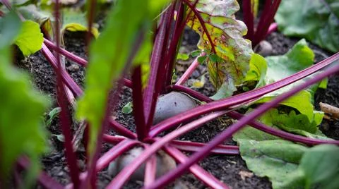 Fresh beet roots in the vegetable patch Stock Photos
