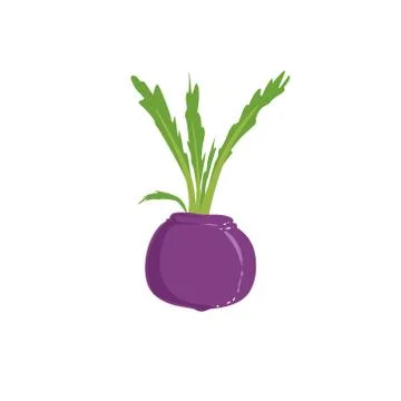 Fresh Beetroot Bright Color Isolated Illustration Stock Illustration