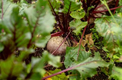 Fresh beetroot growing in garden bed. Stock Photos