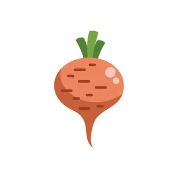 Fresh beetroot growing organically with green leaves Stock Illustration