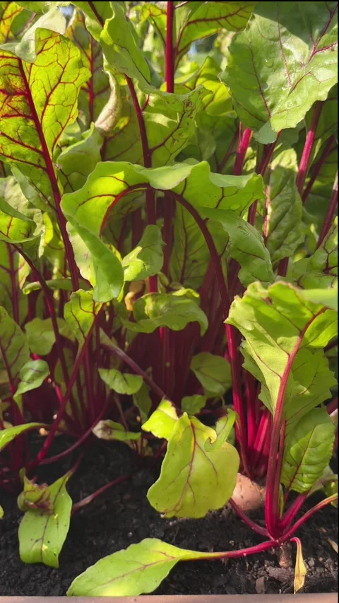 Fresh beetroot growing in rich dark soil under natural sunlight Stock Footage 313822072