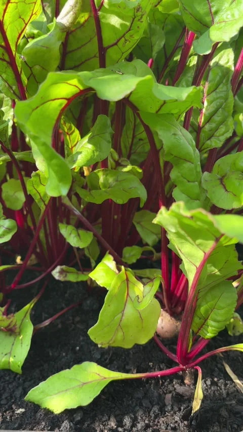 Fresh beetroot growing in rich dark soil under natural sunlight Stock Footage 313822073