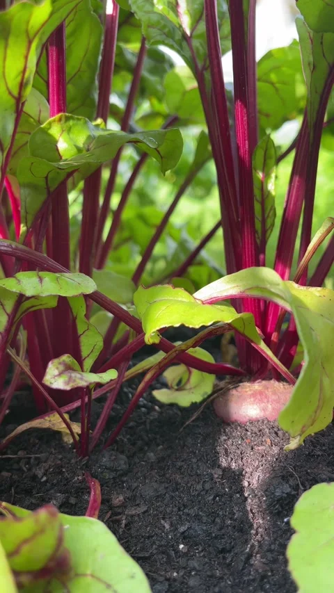 Fresh beetroot growing in rich dark soil under natural sunlight Stock Footage 313822076