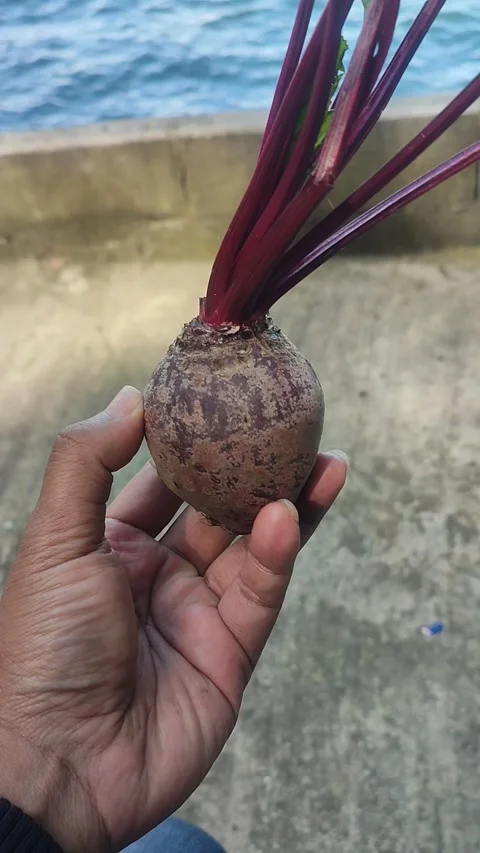 Fresh beetroot held in hand Stock Footage 311057790
