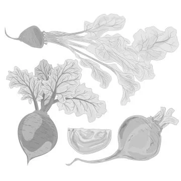 Fresh beetroot isolated. Vector. 스톡 일러스트