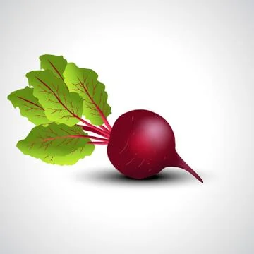 Fresh beetroot isolated white background. vector illustration Stock Illustration
