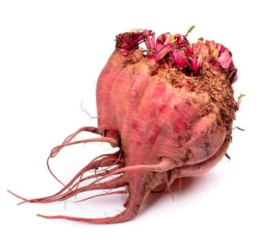 Fresh beetroot isolated on white background Stock Photos