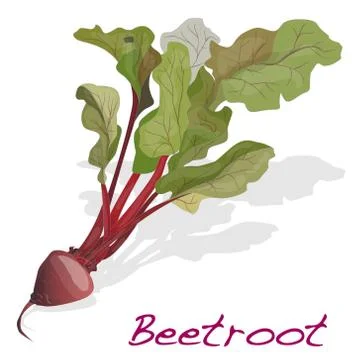 Fresh beetroot with leaves isolated.Vector. 스톡 일러스트