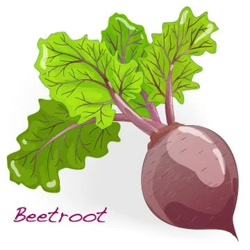 Fresh beetroot with leaves isolated.Vector. 스톡 일러스트