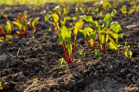 Fresh beetroot plants thrive in the warm light, showcasing rich red stalks .. Stock-Fotos