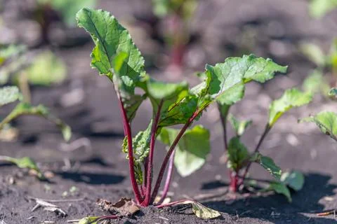 Fresh beetroot seedlings break through the dark earth, showcasing their brigh Stock Photos